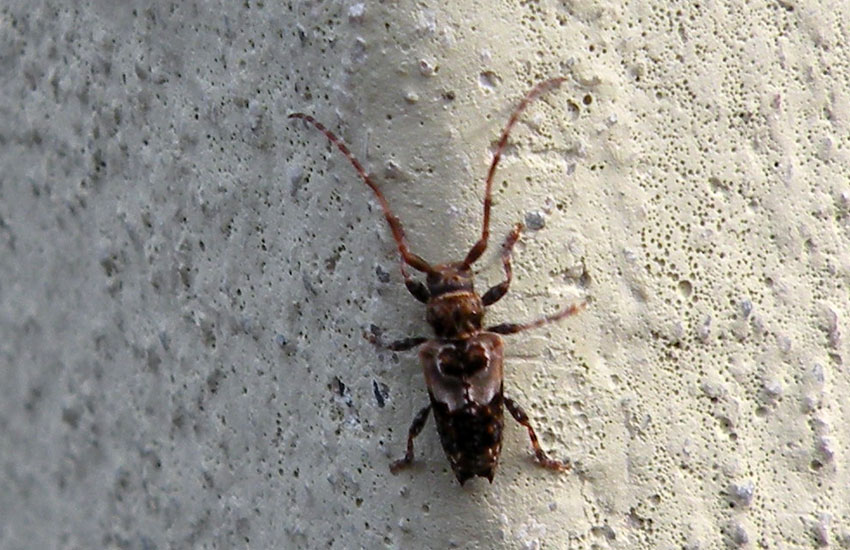identificazione: Pogonocherus hispidus